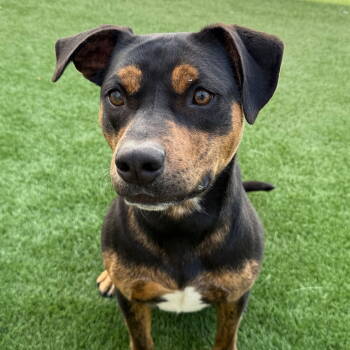 Rescue Pit Bull Terrier Dogs for Adoption in Burlingame, California - Juni | PetCurious