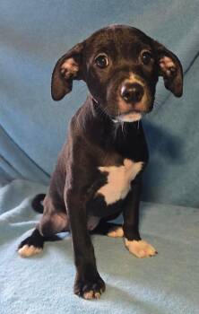 Angelica -  Pit Bull Terrier and Labrador Retriever Dog for Adoption in New York, New York - Angelica | PetCurious