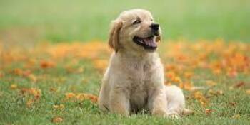 Honey- not for adoption , primary is transport loc & no multi lo -  Airedale Terrier Dog for Adoption in Bettles, Alaska - Honey- Not For Adoption , Primary Is Transport Loc & No Multi Lo | PetCurious