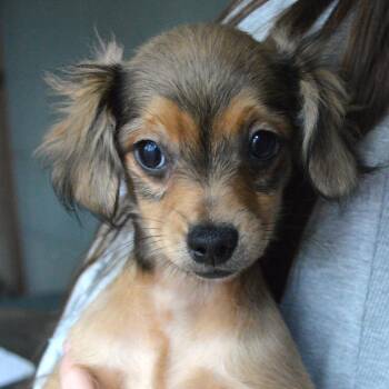 Terrier and Mixed Breed Dogs Available for Adoption in Mundelein, Illinois - Iris | PetCurious