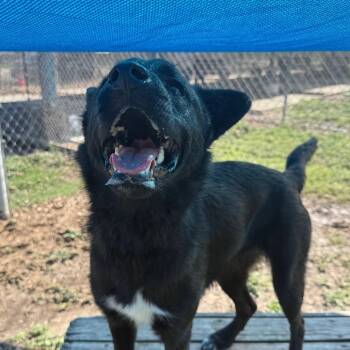 T-rex -  Labrador Retriever and Mixed Breed Dog Available for Adoption in Corpus Christi, Texas - T-rex | PetCurious