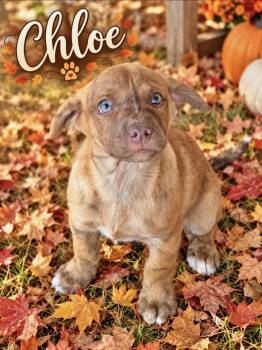 Chloe 1 -  Catahoula Leopard Dog Dog for Adoption in Manchester, Connecticut - Chloe 1 | PetCurious