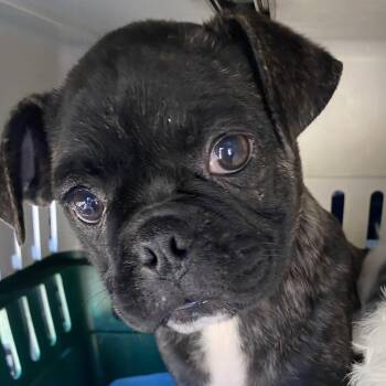 Bosco -  Boston Terrier and Pug Dog for Adoption in Overland Park, Kansas - Bosco | PetCurious