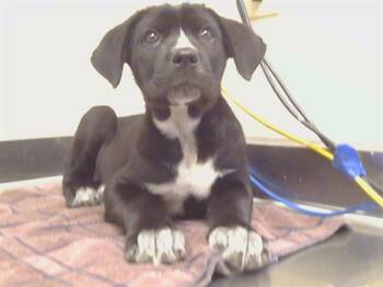 A924241 -  Australian Cattle Dog Blue Heeler and Boxer Dog for Adoption in Sacramento, California - A924241 | PetCurious