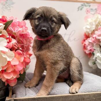 Shepherd and Mixed Breed Dogs Available for Adoption - Patricia | PetCurious