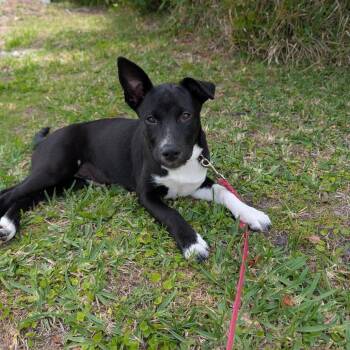 Mixed Breed Dogs Available for Adoption in Port Charlotte, Florida - Shade | PetCurious