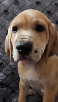 Indy -  Mountain Dog and Catahoula Leopard Dog Dog for Adoption in St. Augustine, Florida - Indy | PetCurious