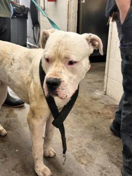JACK -  Dogo Argentino Dog for Adoption in San Bernardino, California - JACK | PetCurious