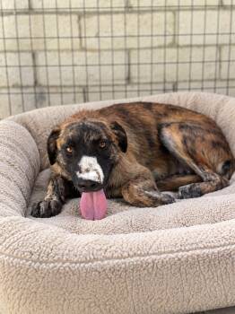 Abbey -  Hound and Dutch Shepherd Dog for Adoption in Irvine, California - Abbey | PetCurious