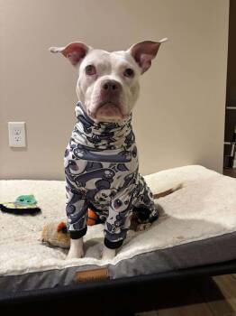 Rescue Pit Bull Terrier Dogs for Adoption in Rockville, Maryland - Madame Wigglebutt (aka Segway) | PetCurious
