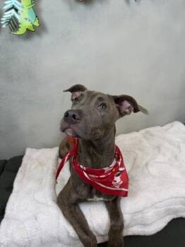 Freedom -  Pit Bull Terrier and Mixed Breed Dog for Adoption in Fort Worth, Texas - Freedom | PetCurious