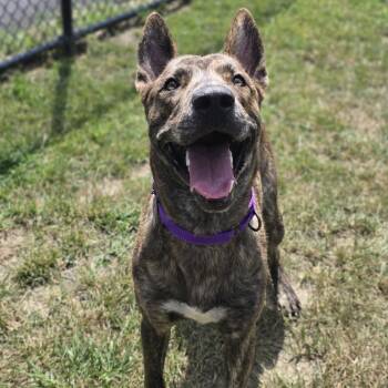 Buckeye -  Plott Hound Dog for Adoption in Shepherdsville, Kentucky - Buckeye | PetCurious