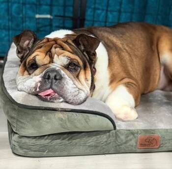 English Bulldog Dogs Available for Adoption in San Rafael, California - Espi | PetCurious