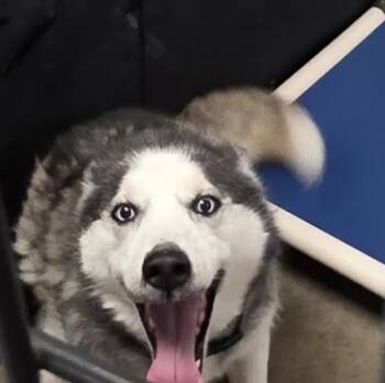 Mya -  Husky Dog for Adoption in Blue Earth, Minnesota - Mya | PetCurious