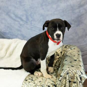 Atlas -  Pit Bull Terrier Dog Available for Adoption in East St. Louis, Illinois - Atlas | PetCurious