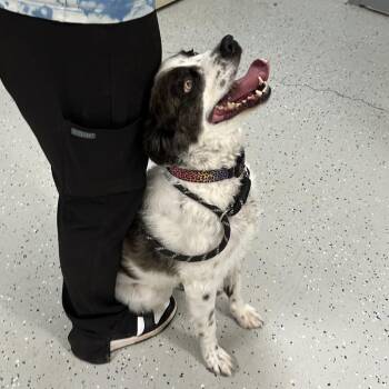 Australian Shepherd and Mixed Breed Dogs Available for Adoption in Marion, Virginia - Taloni | PetCurious