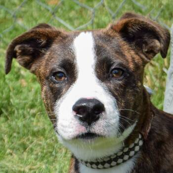 Willie -  Boxer and Labrador Retriever Dog for Adoption in Huntley, Illinois - Willie | PetCurious