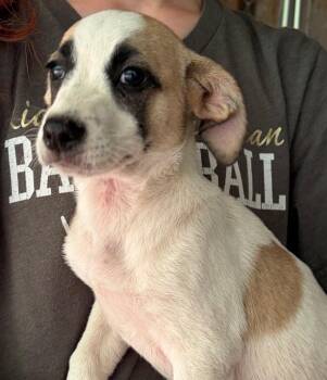 Winnie -  Mixed Breed Dog for Adoption in Lake City, Arkansas - Winnie | PetCurious