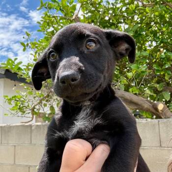 Velar (Vivi) -  Labrador Retriever and Cocker Spaniel Dog for Adoption in Los Angeles, California - Velar (Vivi) | PetCurious