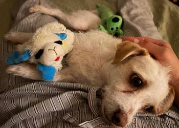 Dahlia -  Maltese and Terrier Dog for Adoption in New York, New York - Dahlia | PetCurious