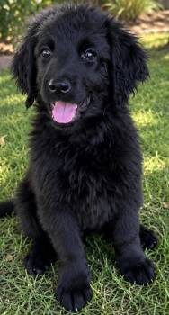 Raven -  Golden Retriever Dog for Adoption in Cerritos, California - Raven | PetCurious
