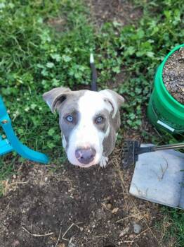 Cosmo -  Catahoula Leopard Dog Dog for Adoption in Mishawaka, Indiana - Cosmo | PetCurious