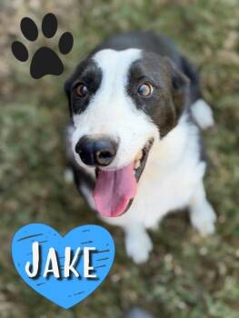 Rescue Border Collie Dogs for Adoption in College Station, Texas - Jake | PetCurious