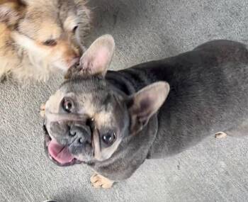 Rescue French Bulldog Dogs for Adoption in El Segundo, California - Gigi | PetCurious