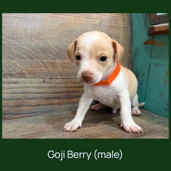 Chihuahua and Mixed Breed Dogs Available for Adoption in Cedar Park, Texas - Goji Berry | PetCurious