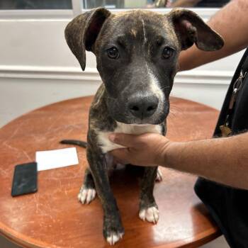 Wave Runner 9925 -  Mixed Breed Dog for Adoption in Springboro, Ohio - Wave Runner 9925 | PetCurious