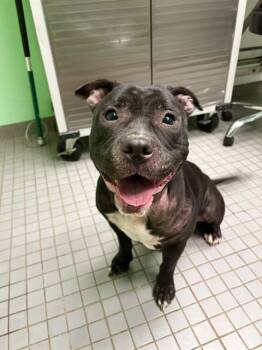 TILA -  Pit Bull Terrier and Mixed Breed Dog for Adoption in Killeen, Texas - TILA | PetCurious