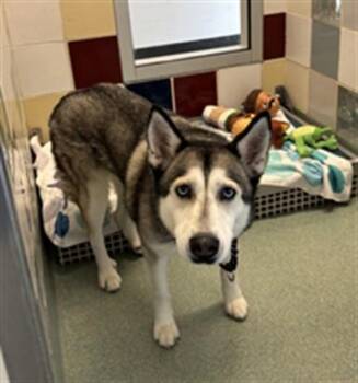 Pip A217913 -  Siberian Husky Dog for Adoption in Plano, Texas - Pip A217913 | PetCurious