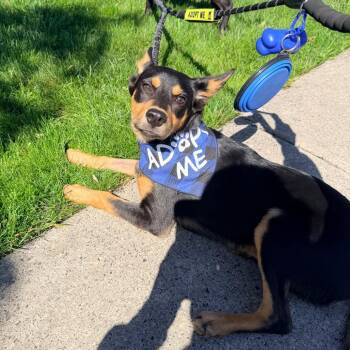 Terrier and None Dogs Available for Adoption - Varrius | PetCurious