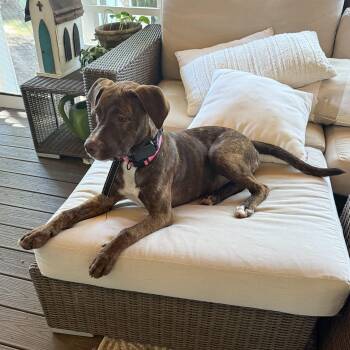 Rescue Labrador Retriever Dogs for Adoption in Mobile, Alabama - ~ Courtesy ~ Cubby | PetCurious