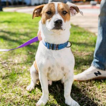 Mixed Breed Dogs Available for Adoption in Huntsville, Alabama - Jackson | PetCurious