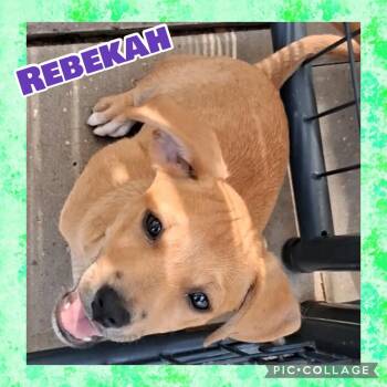 Rebekah -  West Highland White Terrier Westie and Dachshund Dog for Adoption in Ringwood, New Jersey - Rebekah | PetCurious