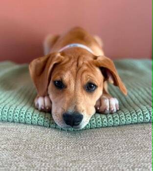 Fizz -  Mixed Breed Dog for Adoption in Taycheedah, Wisconsin - Fizz | PetCurious