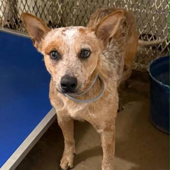 Dolly -  Cattle Dog Dog for Adoption in Stephenville, Texas - Dolly | PetCurious
