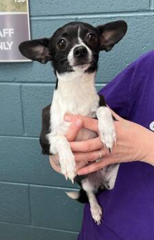 Chihuahua Dogs Available for Adoption - Luna | PetCurious