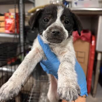 Shepherd Dogs Available for Adoption - Journee | PetCurious