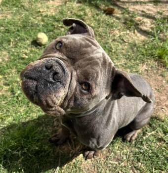 English Bulldog and American Staffordshire Terrier Dogs Available for Adoption in Sedalia, Colorado - Haze | PetCurious