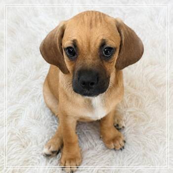 Eleanor -  Basset Hound and Pug Dog for Adoption in Chandler, Arizona - Eleanor | PetCurious