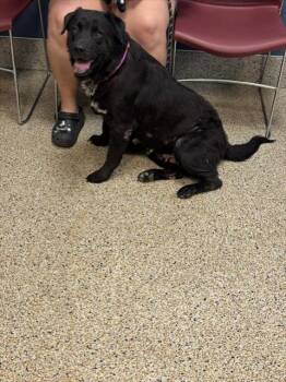 LAILA -  Labrador Retriever and Mixed Breed Dog for Adoption in Doral, Florida - LAILA | PetCurious
