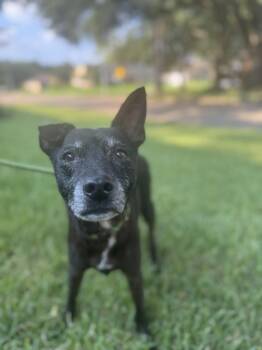 Cattle Dog Dogs Available for Adoption in Houston, Texas - Augie | PetCurious