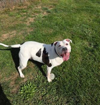 Rescue Mixed Breed Dogs for Adoption in Bath, New York - Tigger | PetCurious