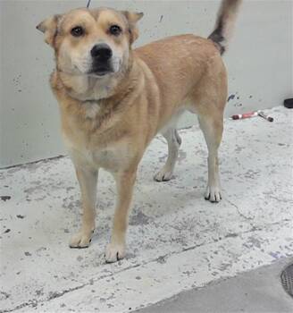 JOHN WICK -  Chow Chow and Mixed Breed Dog for Adoption in Houston, Texas - JOHN WICK | PetCurious