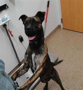 SLIM JIM -  Pit Bull Terrier and Mixed Breed Dog for Adoption in Albuquerque, New Mexico - SLIM JIM | PetCurious