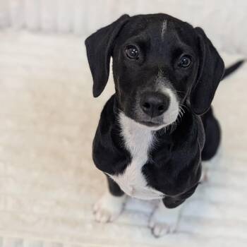 Snoop -  Beagle Dog for Adoption in Fenton, Michigan - Snoop | PetCurious