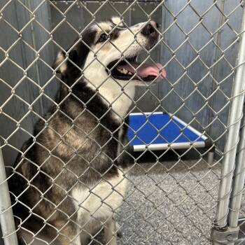 Stray - Burlington Rd 1 (Jacinda) -  Husky Dog for Adoption in Roxboro, North Carolina - Stray - Burlington Rd 1 (Jacinda) | PetCurious