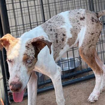 John Wayne -  Mixed Breed Dog for Adoption in Lake Jackson, Texas - John Wayne | PetCurious